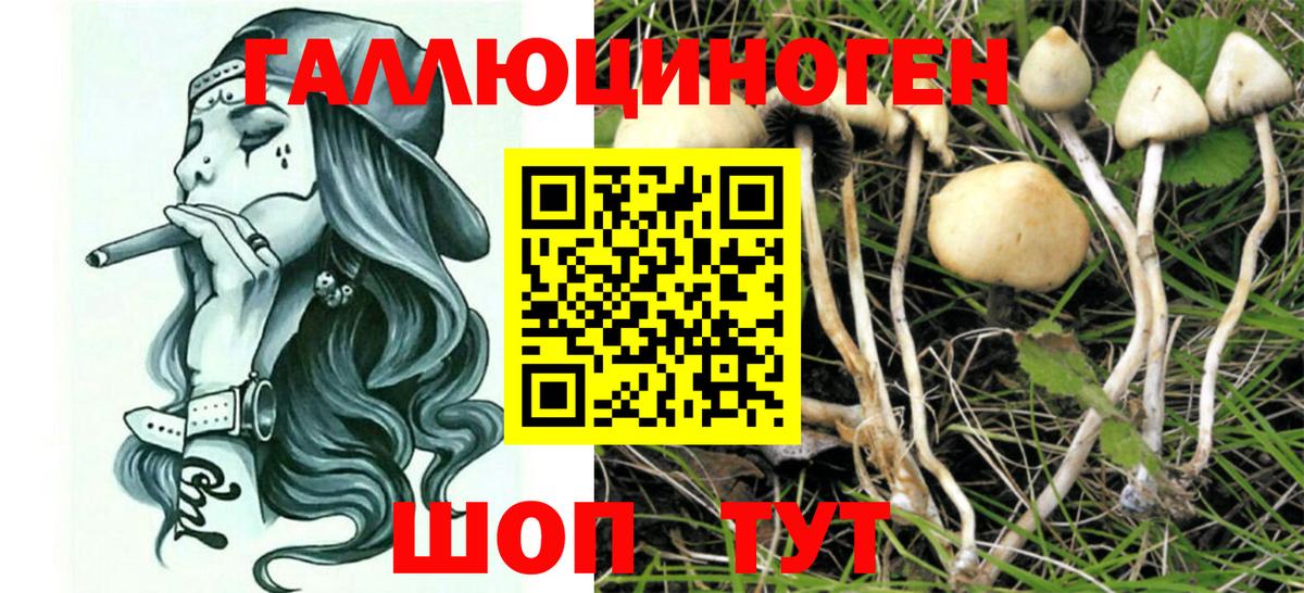 Псилоцибиновые грибы MAGIC MUSHROOMS  Вход с VPN  Сунжа 
